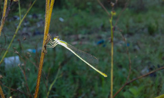 Agriocnemis pygmaea
