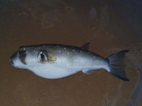 Stekelkogelvis (Ephippion guttifer) — Tetraodontidae — 2