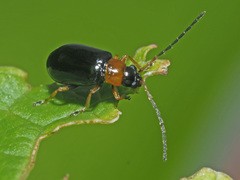 Luperus luperus