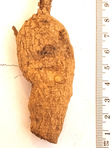 Othonna nigromontana