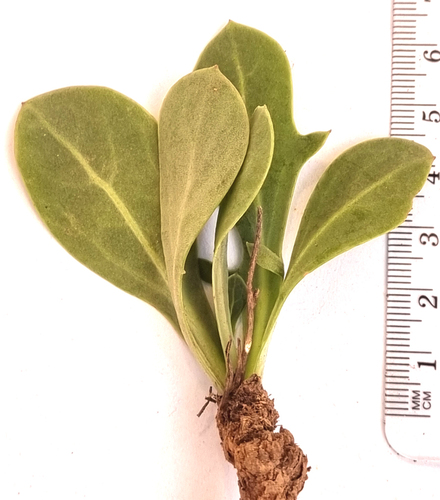 Othonna nigromontana