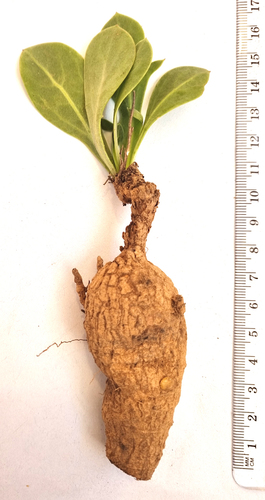 Othonna nigromontana