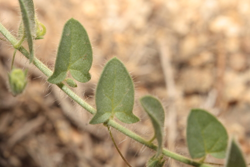 Image of Kickxia commutata by (c) Daniel Linzbauer, some rights reserved (CC BY)