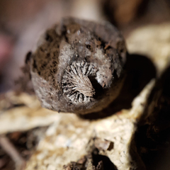 Geastrum pectinatum
