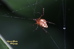 Theridion quadratum