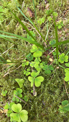 Oxalis