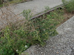 Erigeron floribundus