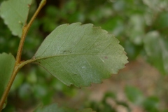 Nothofagus truncata