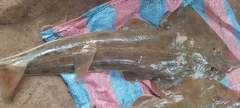 Spineback Guitarfish photo 3