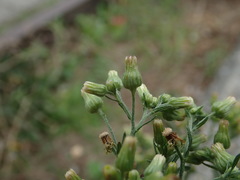Erigeron floribundus