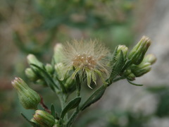 Erigeron floribundus