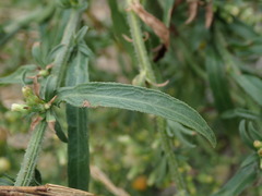 Erigeron floribundus