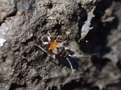 Scolopostethus pacificus