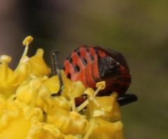 Spilostethus rivularis