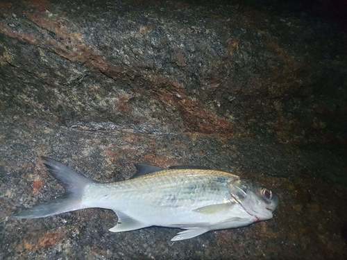 Kleine Afrikaanse draadvinvis (Galeoides decadactylus) — Polynemidae — 5