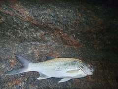 Galeoides decadactylus