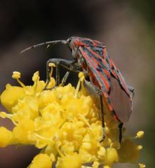 Spilostethus rivularis