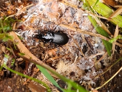 Pterostichus aethiops
