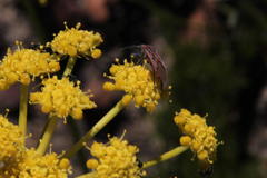 Spilostethus rivularis