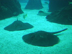Torpediniformes