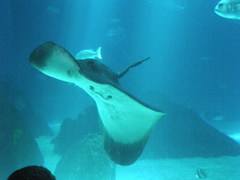 Torpediniformes