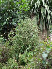 Olearia fragrantissima