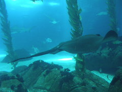 Torpediniformes