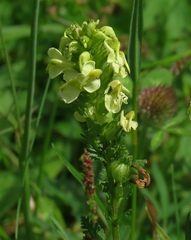 Pedicularis elongata