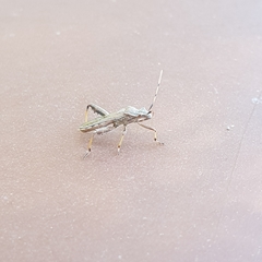 Camptopus lateralis