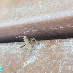 Camptopus lateralis