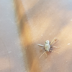 Camptopus lateralis