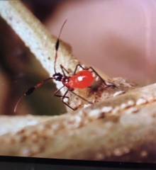 Paradasynus longirostris