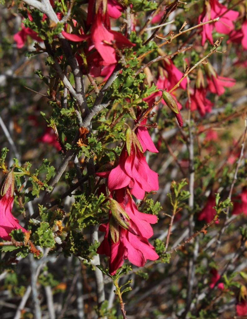 desert rose