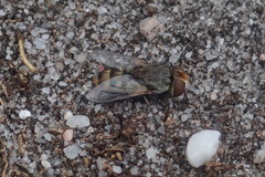 Miltogramma punctata