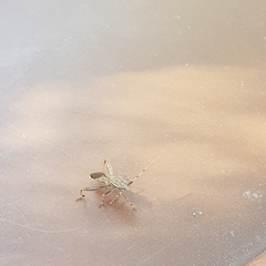 Camptopus lateralis