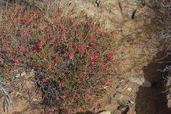 Hermannia stricta