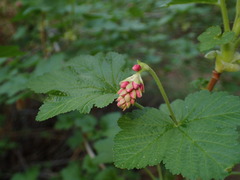 Ribes nevadense