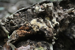 Protohydnum sclerodontium