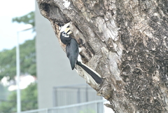 Anthracoceros albirostris