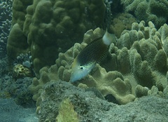 Halichoeres podostigma