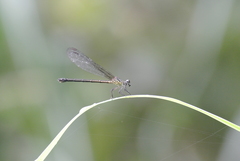 Heliocypha perforata