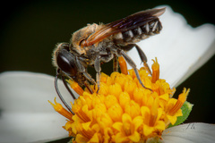 Megachile umbripennis