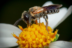 Megachile umbripennis