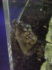 Theloderma corticale