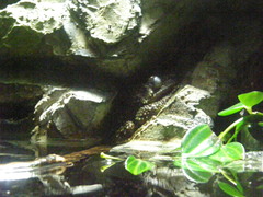 Theloderma corticale