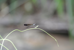 Heliocypha perforata