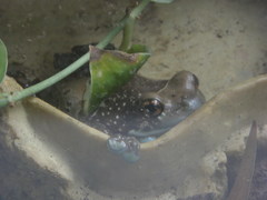 Trachycephalus resinifictrix