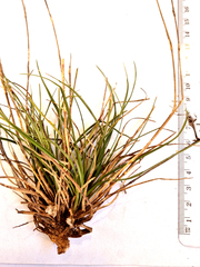 Dianthus caespitosus