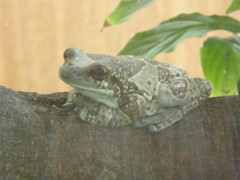 Trachycephalus resinifictrix