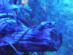 Trachycephalus resinifictrix